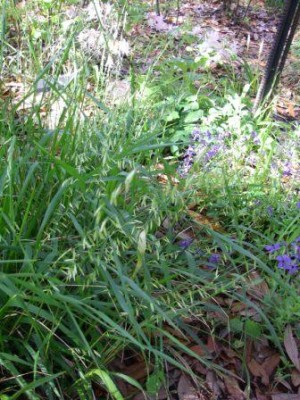 Two-flower Melicgrass